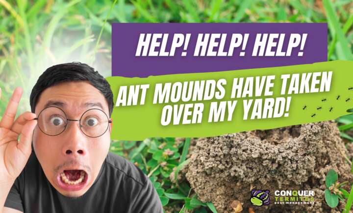ANT MOUNDS TAKING OVER YARD!!! 🫨