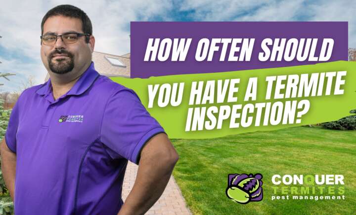 🐜How often should you have a termite inspection?🔍