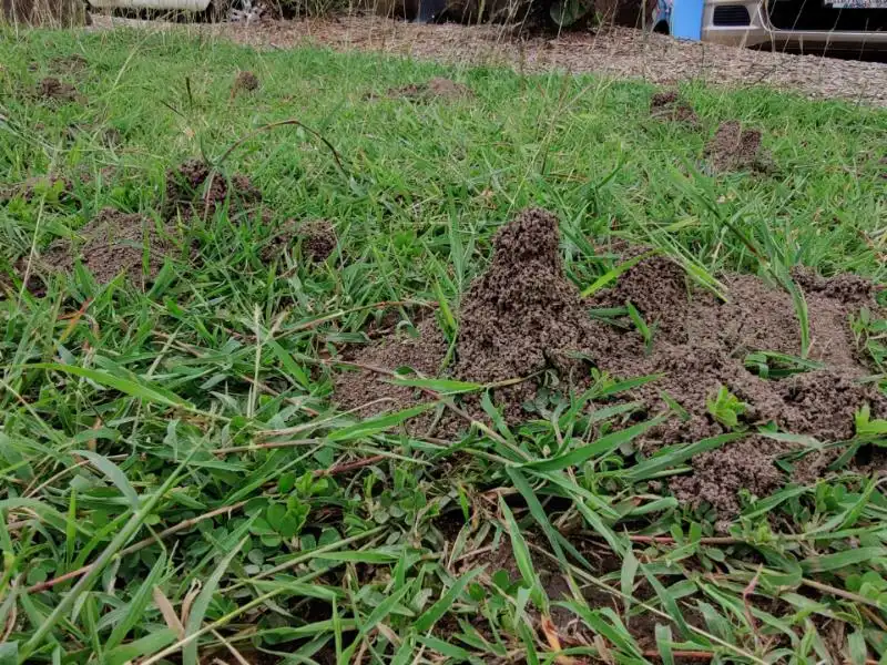 A series of funnel ants that were located in North Brisbane