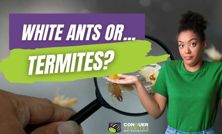 Termites or White Ants?