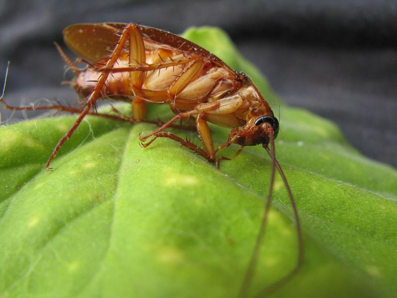 A Brisbane cockroach lying on a leaf