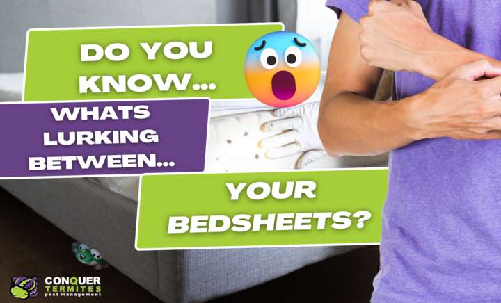 Let’s talk Bed Bugs!