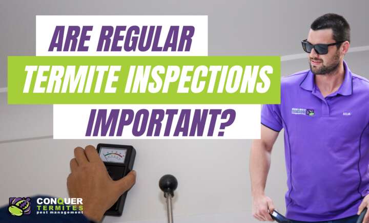 The Importance Of Regular Termite Inspections!