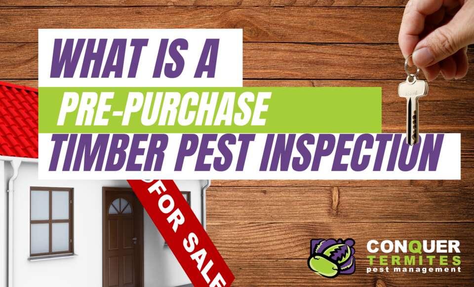 Pre Purchase Timber Pest Inspections Conquer Termites Northside 9228