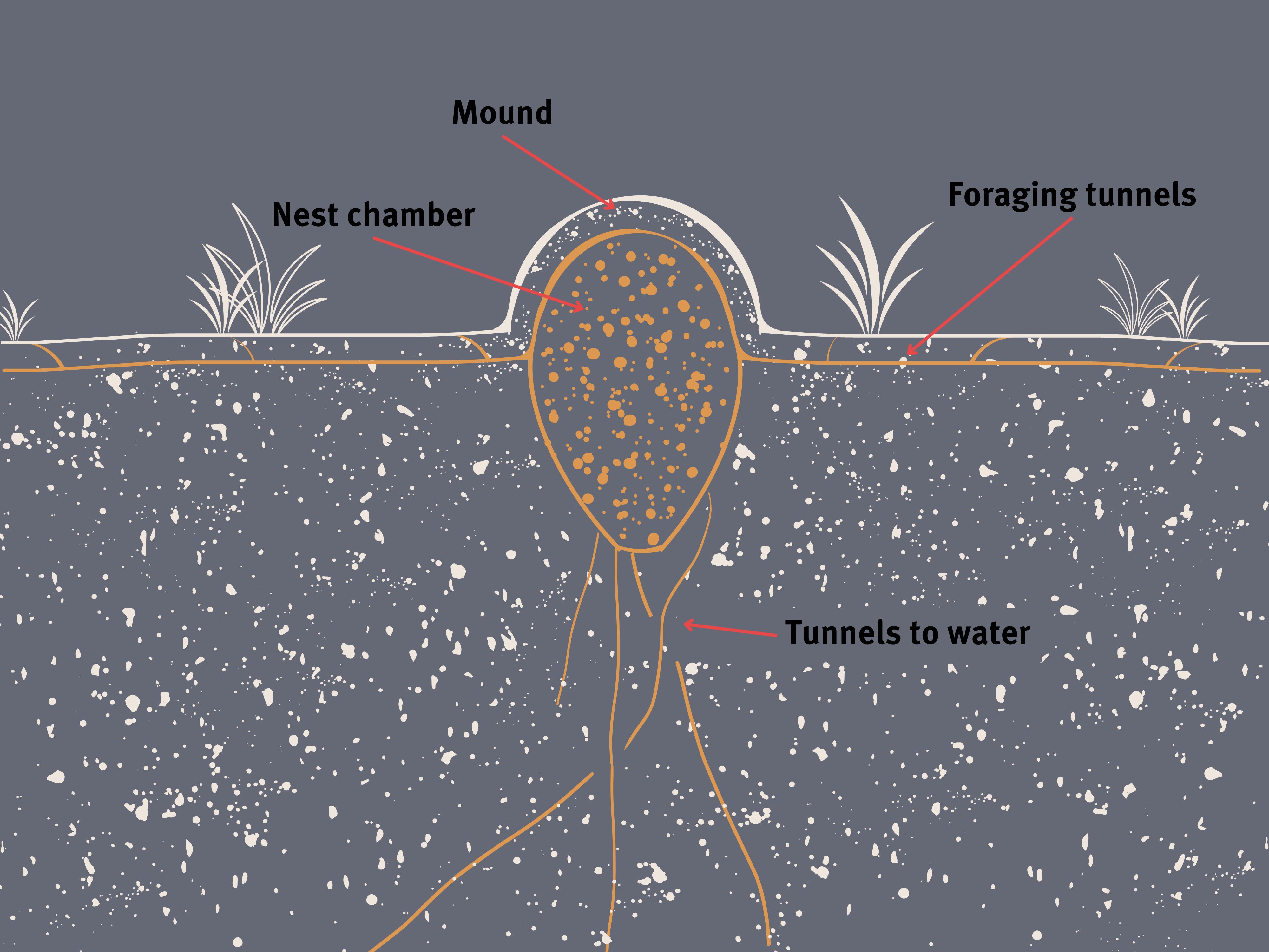 A diagram illustrating the structure of a fire ant nest. The nest includes several key features: the &ldquo;Mound&rdquo; at the surface, which houses the main part of the nest; the &ldquo;Nest chamber&rdquo; located beneath the mound, where the ants live and care for their young; &ldquo;Foraging tunnels&rdquo; extending horizontally from the mound, used by ants to gather food; and &ldquo;Tunnels to water&rdquo; that go deeper into the ground to access water sources. The surrounding area is depicted with soil and a few plants on the surface.