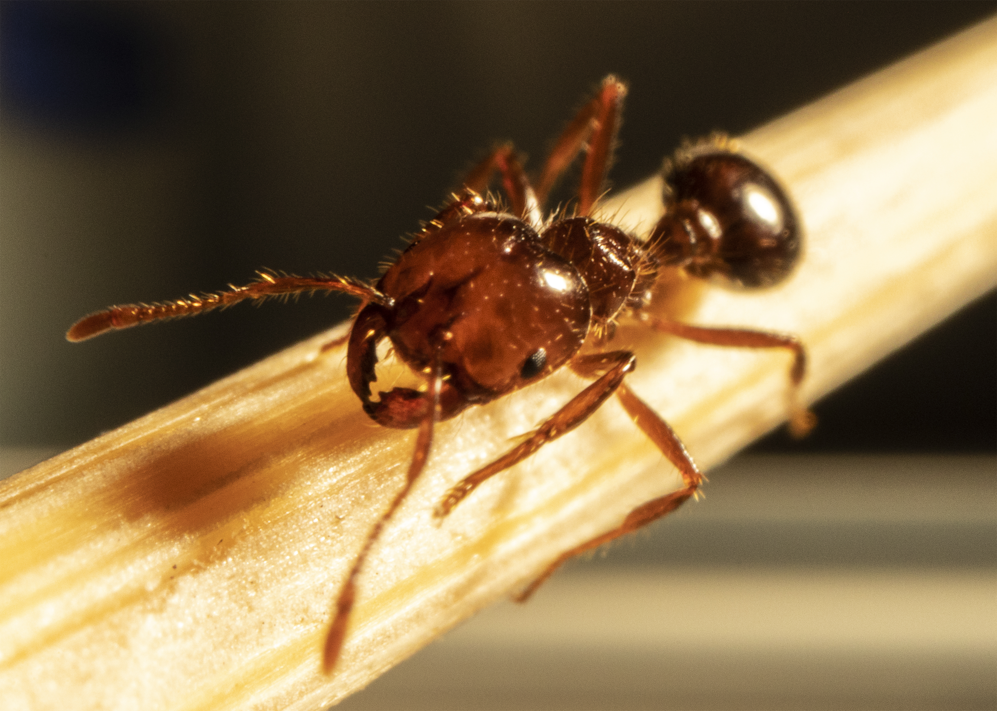 An extreme close-up of a fire ant clinging to a wooden surface. The image captures the ant&rsquo;s reddish-brown body, prominent mandibles, and fine hairs covering its legs and head. The detailed view highlights the insect&rsquo;s segmented body, including its head, thorax, and abdomen.