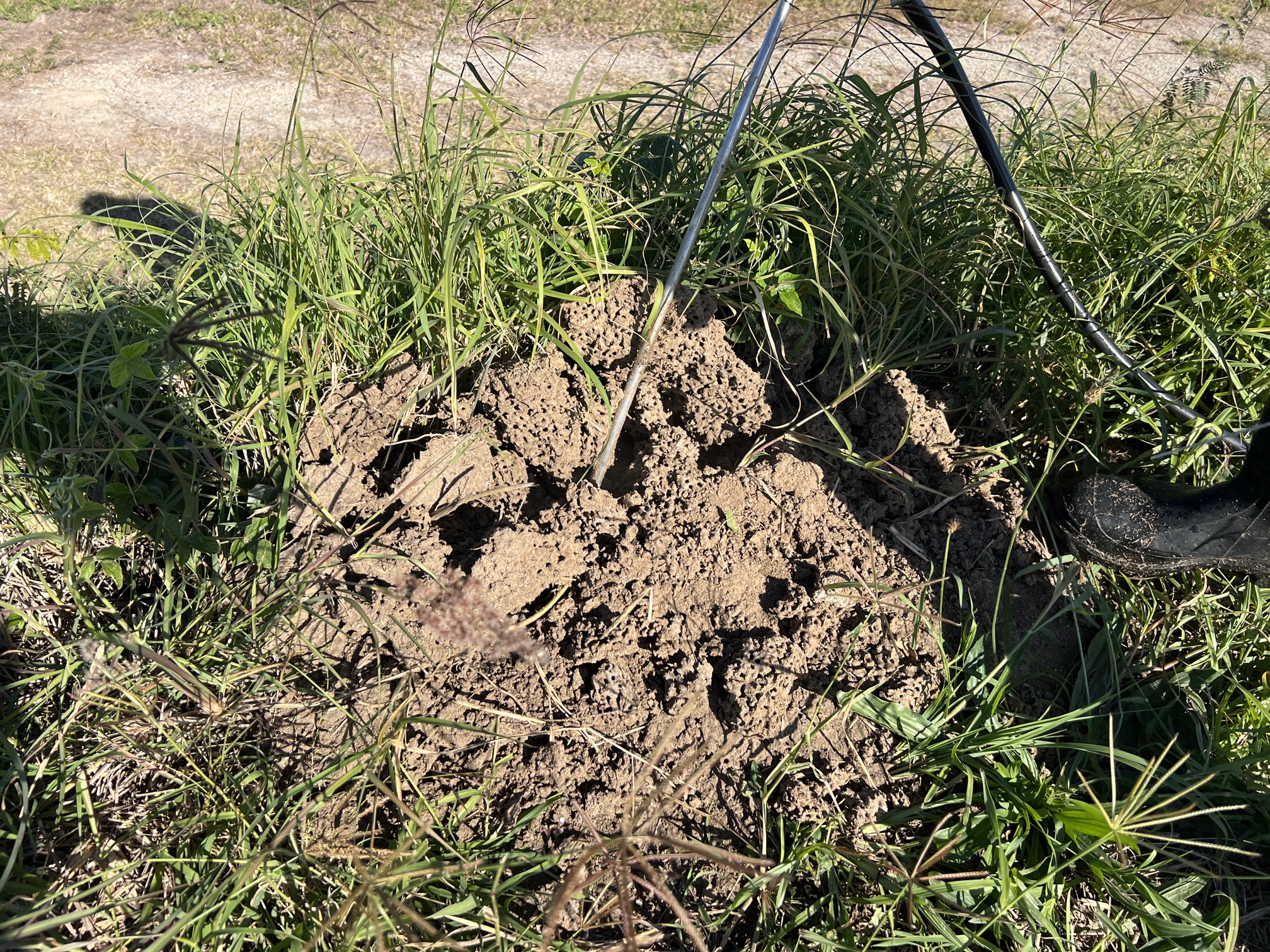 Fire ant nest being treated in Brisbane.