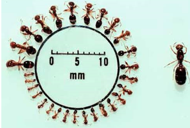 Close-up image of multiple fire ants arranged around a scale measuring millimeters, illustrating their size. The ants range from 2mm to approximately 6mm in length, with varying body sizes. One larger fire ant is placed separately on the right side of the scale for comparison. The image provides a clear visual reference for the small size of fire ants.