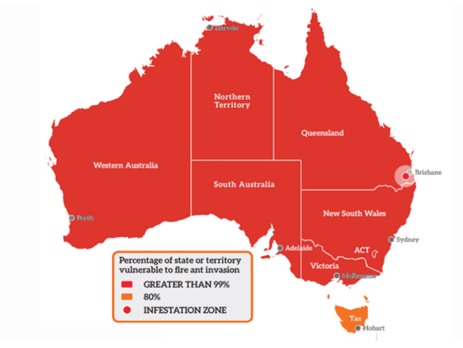 Map of Australia showing the regions vulnerable to fire ant invasion. The map highlights that over 99% of Australia is at risk, with Queensland, New South Wales, South Australia, Victoria, and Tasmania showing vulnerability. The infestation zone is marked around Brisbane, Queensland. Major cities like Perth, Darwin, Adelaide, Melbourne, Sydney, and Hobart are indicated, with most areas being in the high-risk category for fire ant invasion.