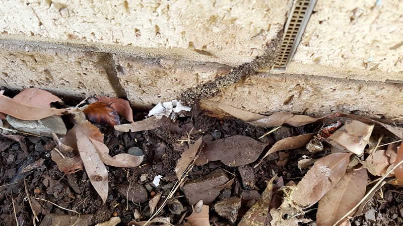 Termites Brisbane - 5 of the best places to check around the house for Termites