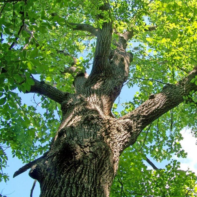 Termites in Trees - A Real Danger in Brisbane