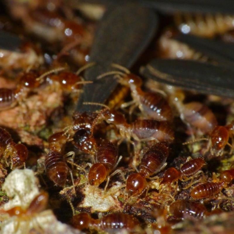 Flying termites? Alates in Banyo