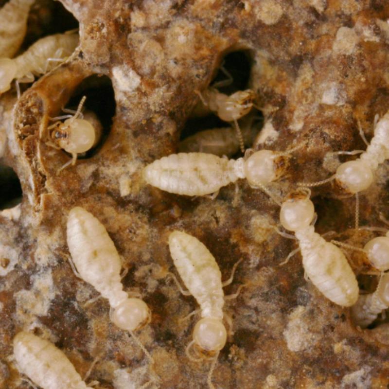 How to prevent termite attack | Conquer Termites Northside