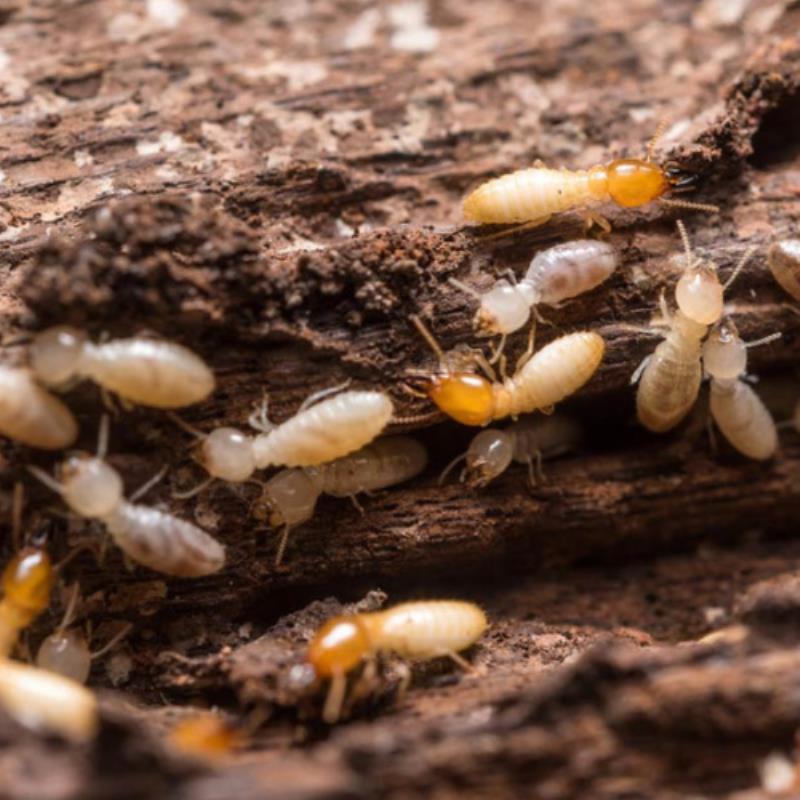 Backyard tips to eliminate termite headaches!