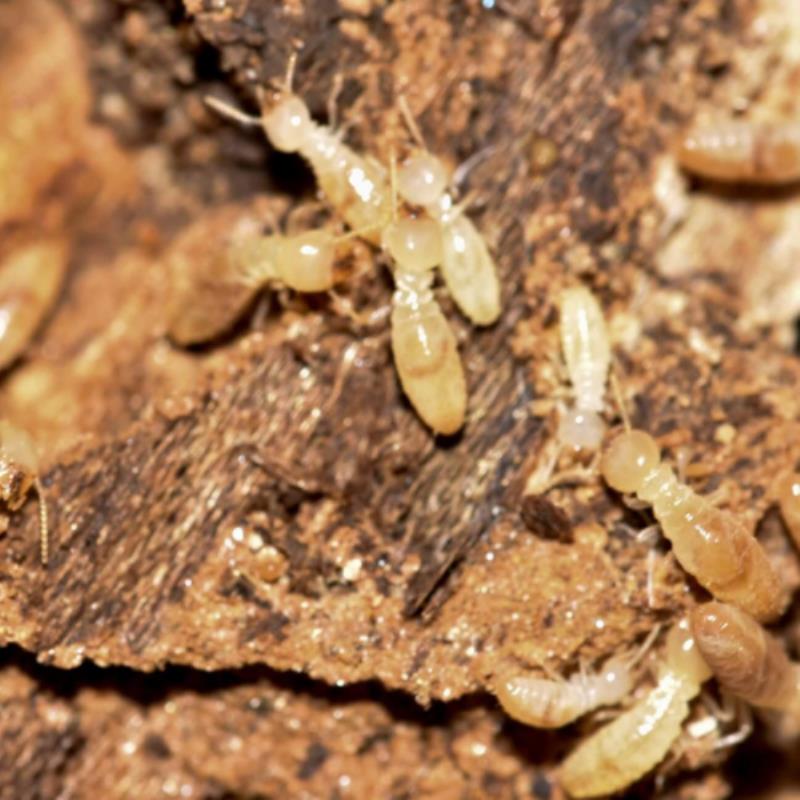 How bad can termite damage get? Tales from Taringa