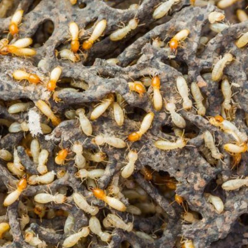 Humid weather: ideal conditions for termites