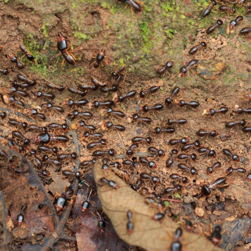 /up2019/nw9063-14412-subterranean-termites-in-stafford.png