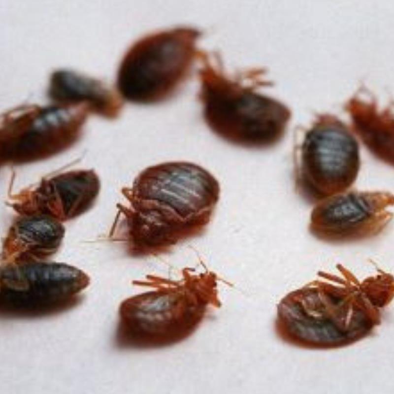 How to avoid bed bugs in Laceys Creek?