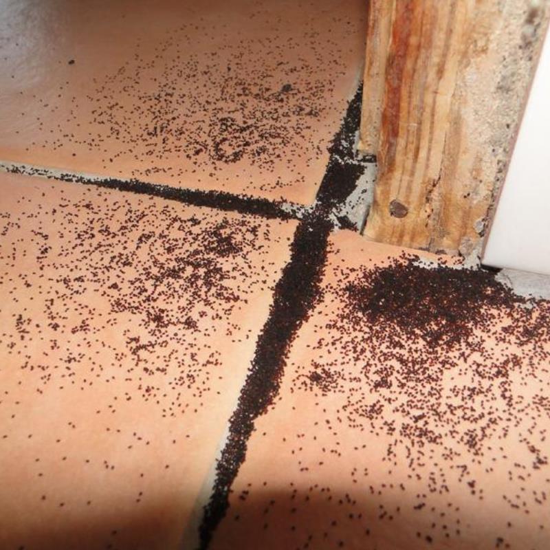 Termites Brisbane - A threat to your home’s foundation in Upper Caboolture