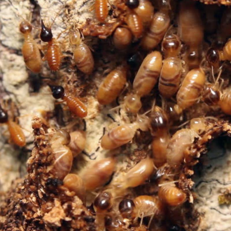 /up2019/nw9894-14610-termite-myths-debunked-in-virginia.png