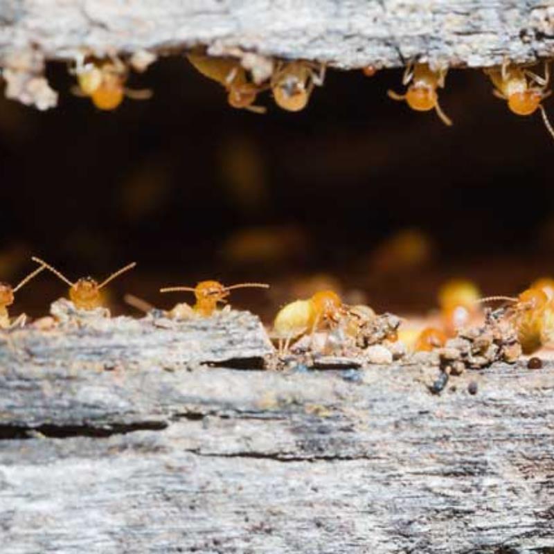 How to protect your home from termites during winter in Griffin?