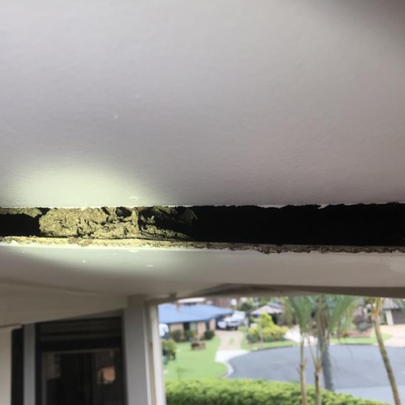 An Inspection in Newport & A Quick Response from Conquer Termites Northside