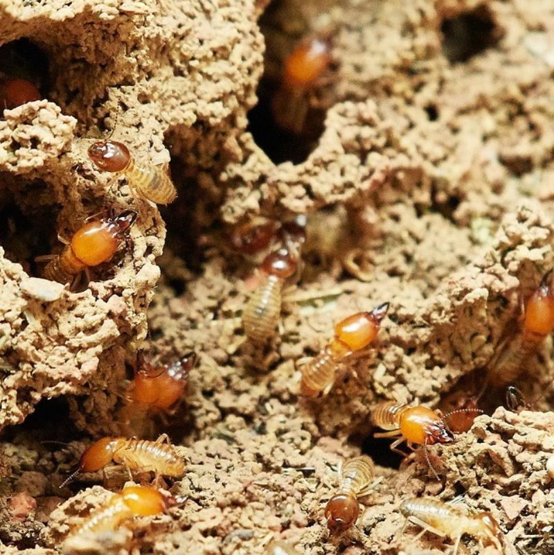 Termites Brisbane - live termites are here enjoying this current weather