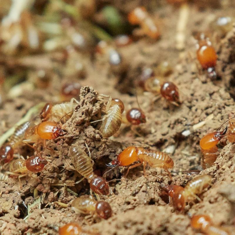 Termite Inspectors In Rothwell Can Help You Assess Any Termite Infestation