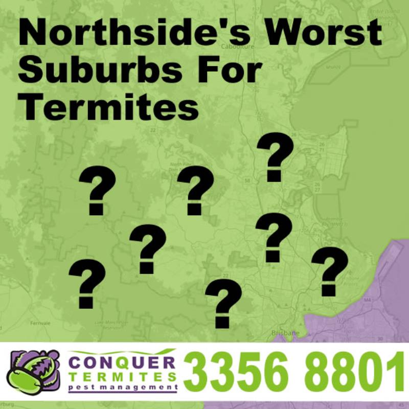 10 Brisbane Northside Suburbs Battling With Termites