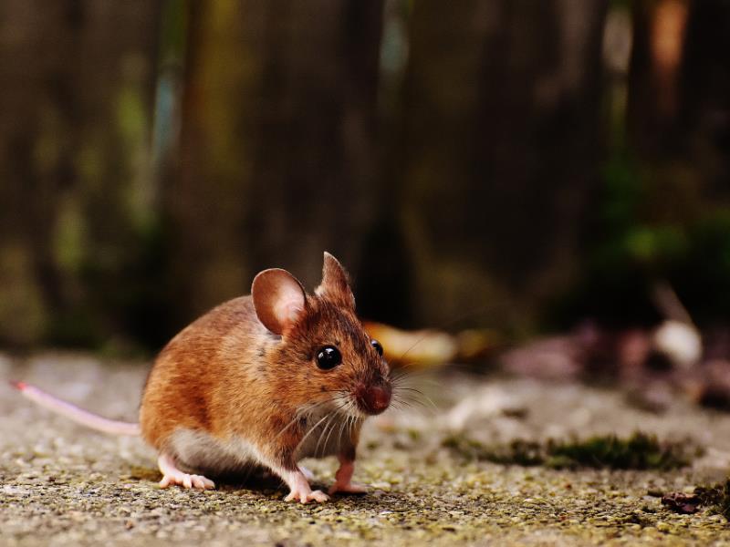 Are You Worried That Your House Has Become Home To Rodents?