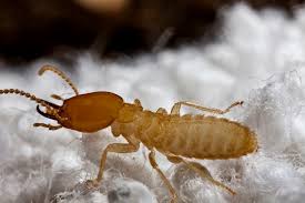 Termite found at Chermside