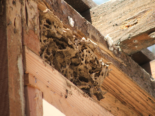 Termite infestation at Chermside