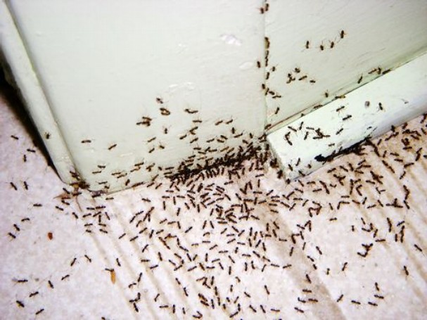 Ant infestation at Nundah
