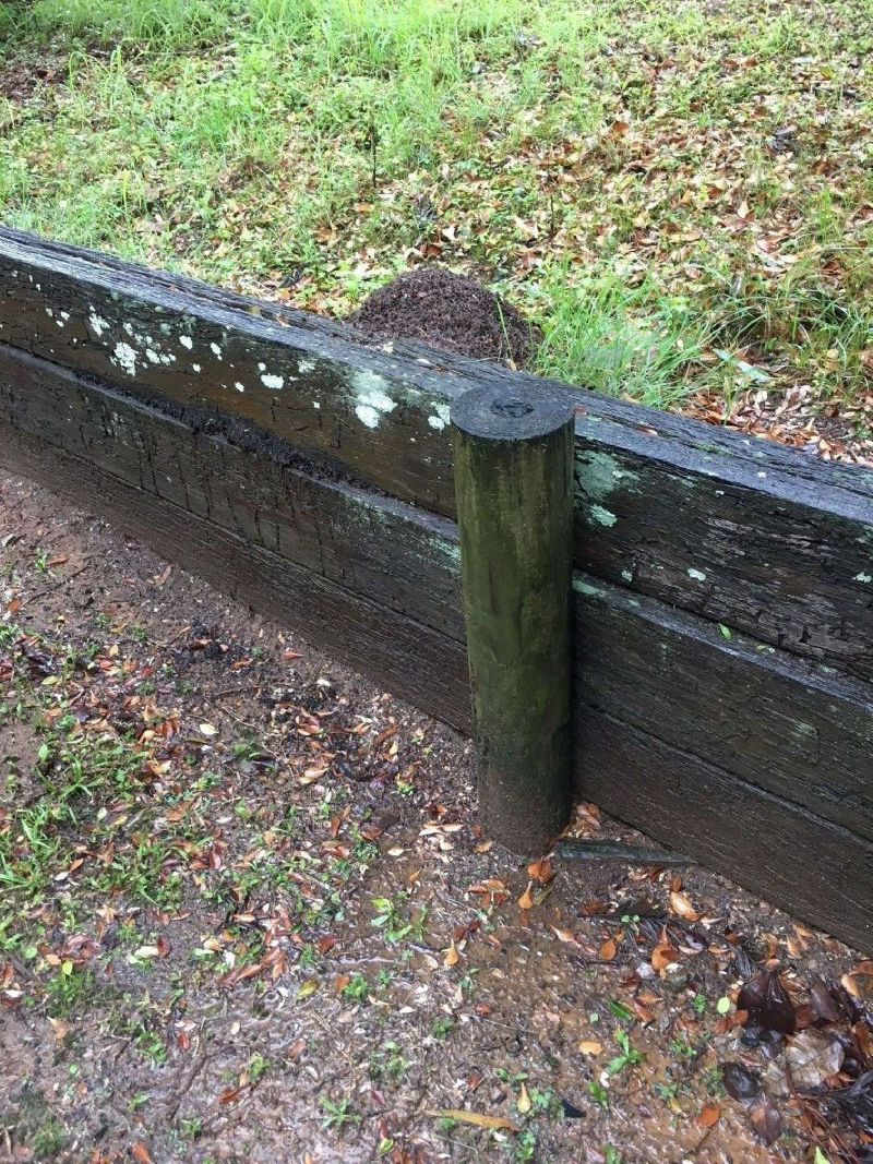 Termite Mound at Dayboro