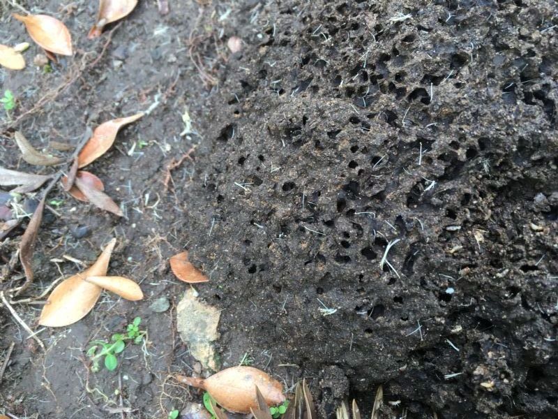 Termites getting eaten by green ant at North Brisbane