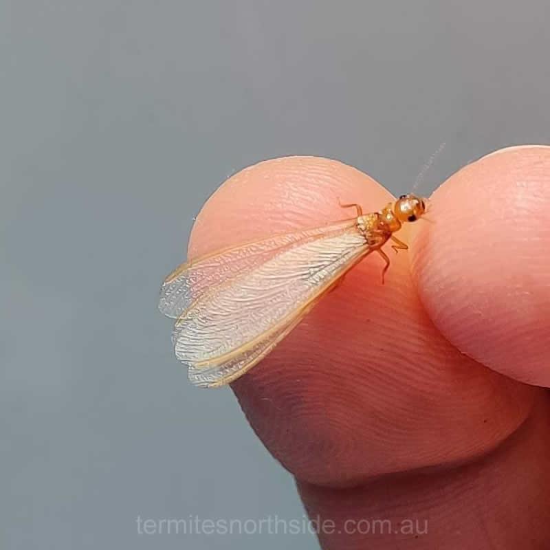 Termite Alate in Brisbane