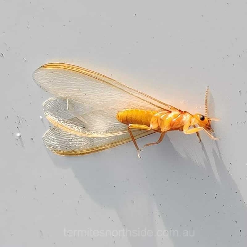 Termite Alate photographed after rain