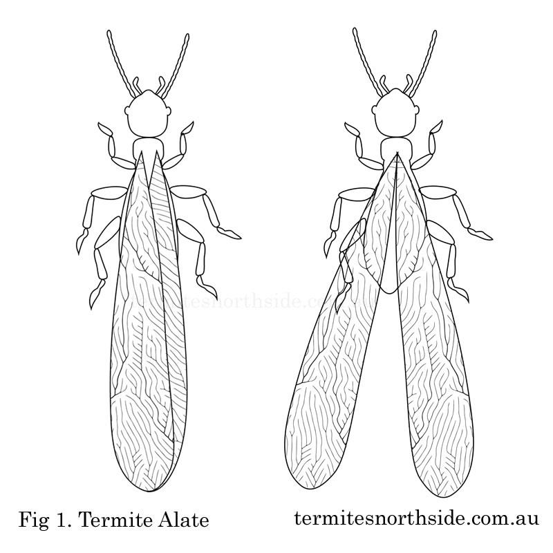 Brisbane Termite Alate on a tree