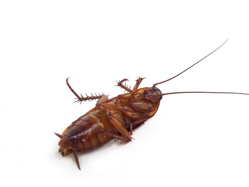 A dead cockroach lying on its back