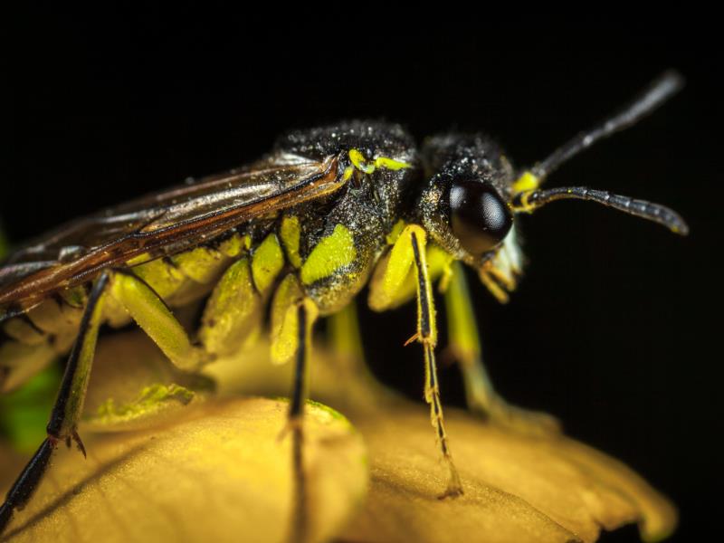 A Brisbane wasp prepares for flight