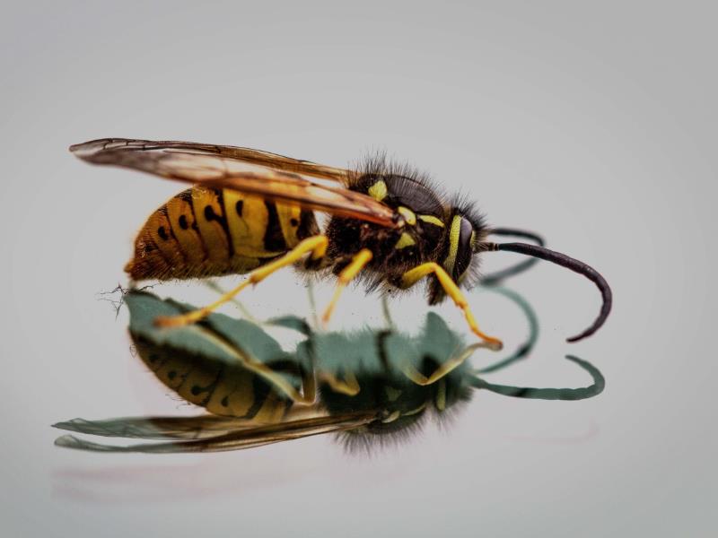 A mirror reflection of this Brisbane wasp stares back at it