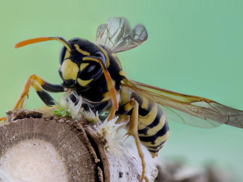 An image of a Brisbane wasp searching for food