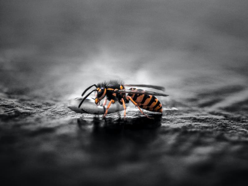 Water is also an important resource that wasps must find to survive