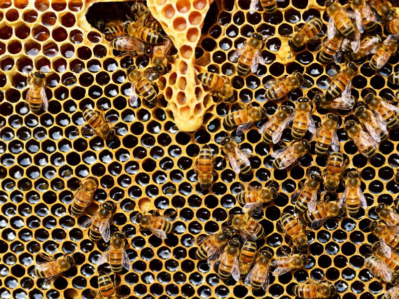 Bees cluster around a honeycomb hive