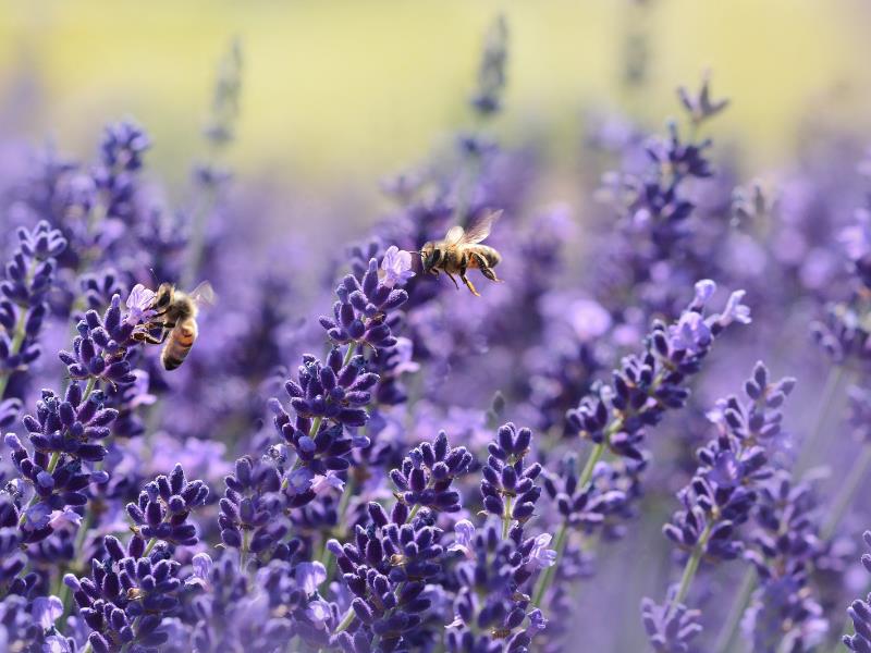 A field of lavender provides pollen for 2 bees