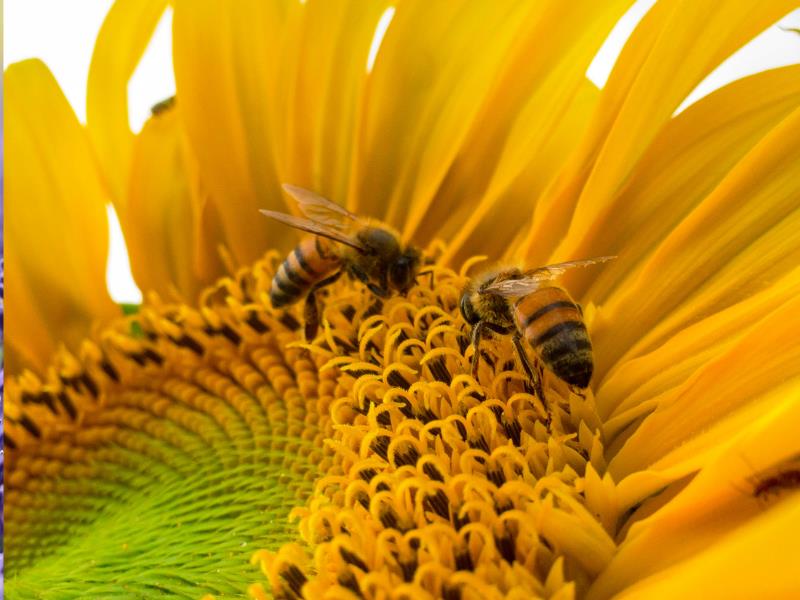 Two bees crawl around a sunflower, collecting pollen