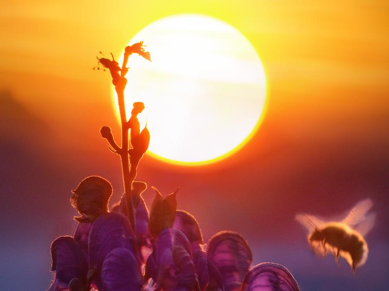 A bee moves towards a flower during sunset