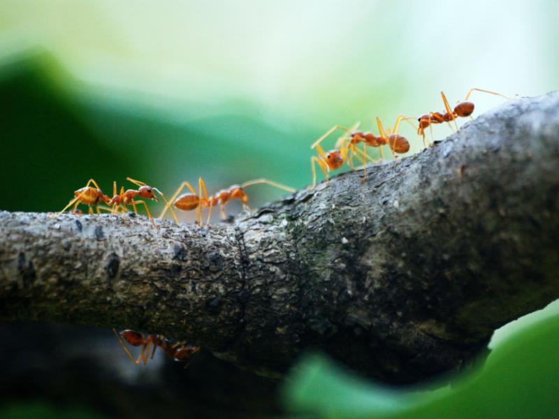 Brisbane ants preparing to search for food