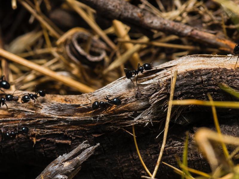 Ants move in a narrow file across a log