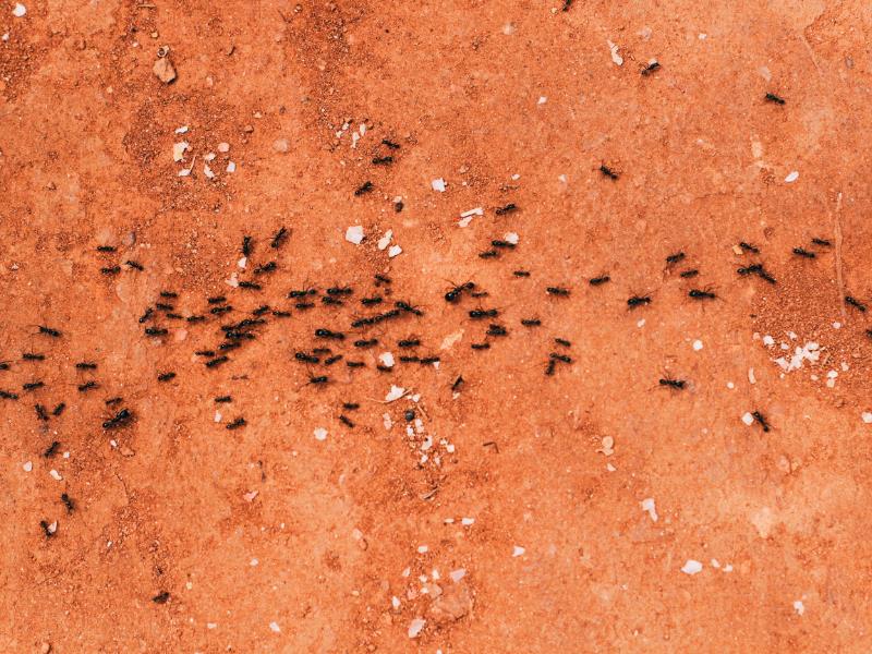 A swarm of Brisbane ants scurrying about